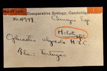 Media type: image;   Invertebrate Zoology OPH-4798 Description: Labels for this specimen included in the specimen tray.;  Aspect: labels